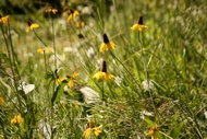 Flowered Meadow