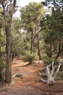 Pine Forest