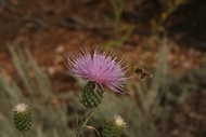 Thistle Flower