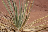 Yucca