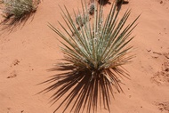 Yucca in the Sand