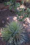 Yucca