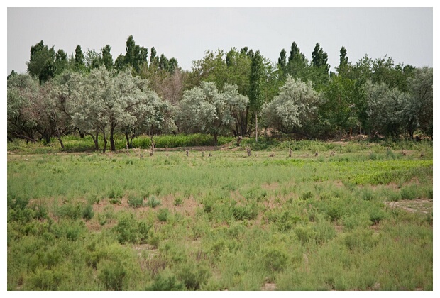 Uzbek Fields