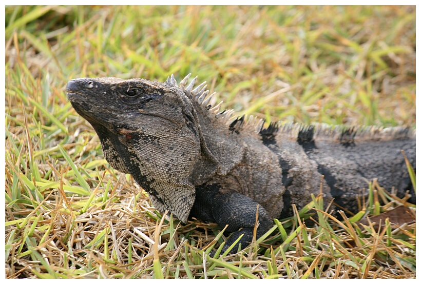 Iguana al Sol