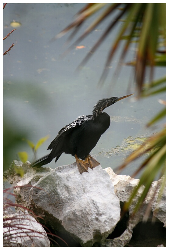 Anhinga Americana