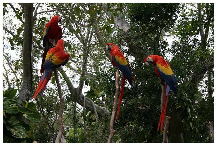 Guacamayos Rojos