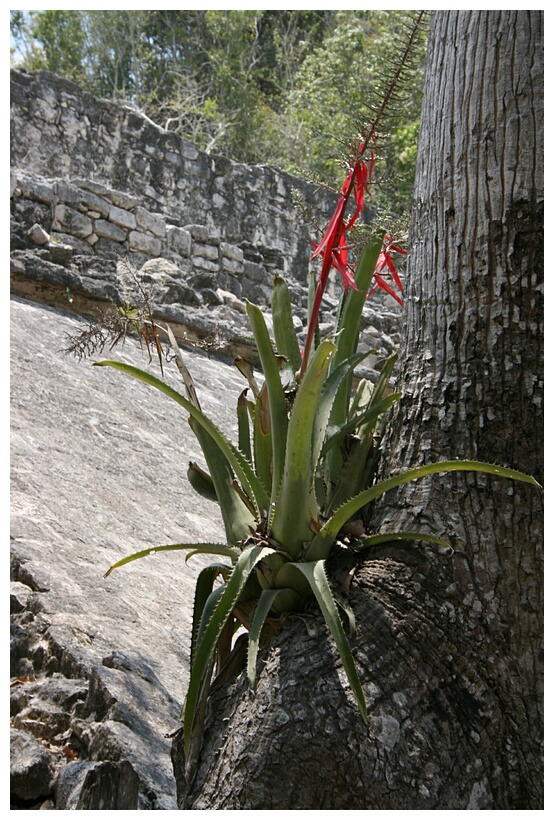 Flor entre Ruinas