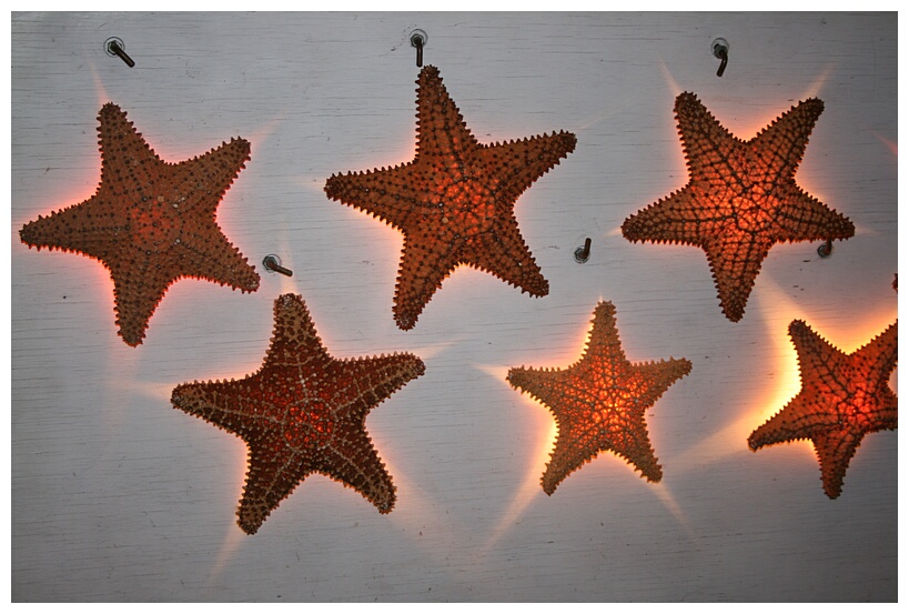 Estrellas de Mar