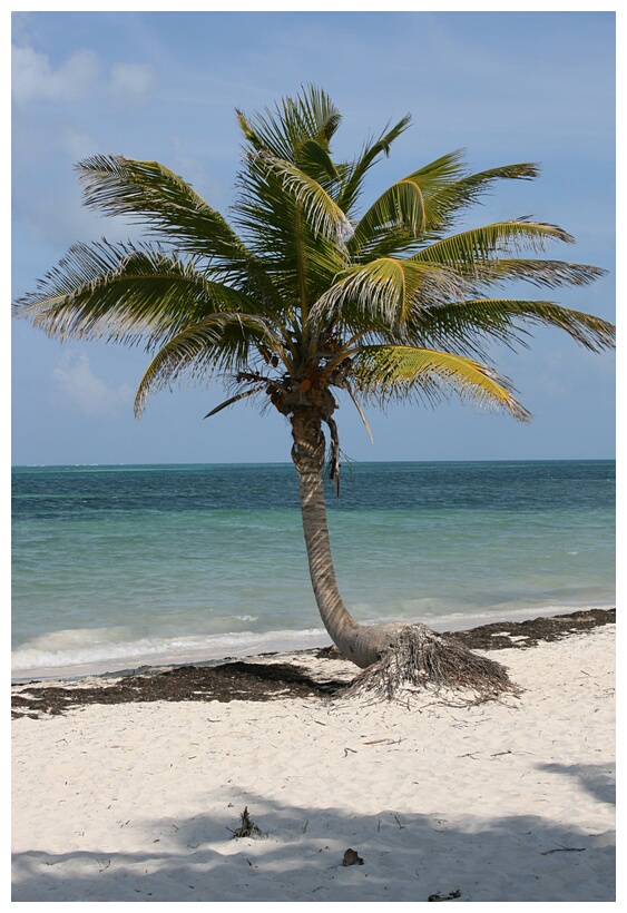 Palmera