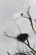 Aguila Pescadora