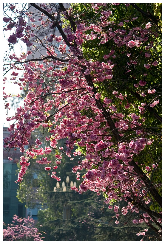 Flowering Cherries