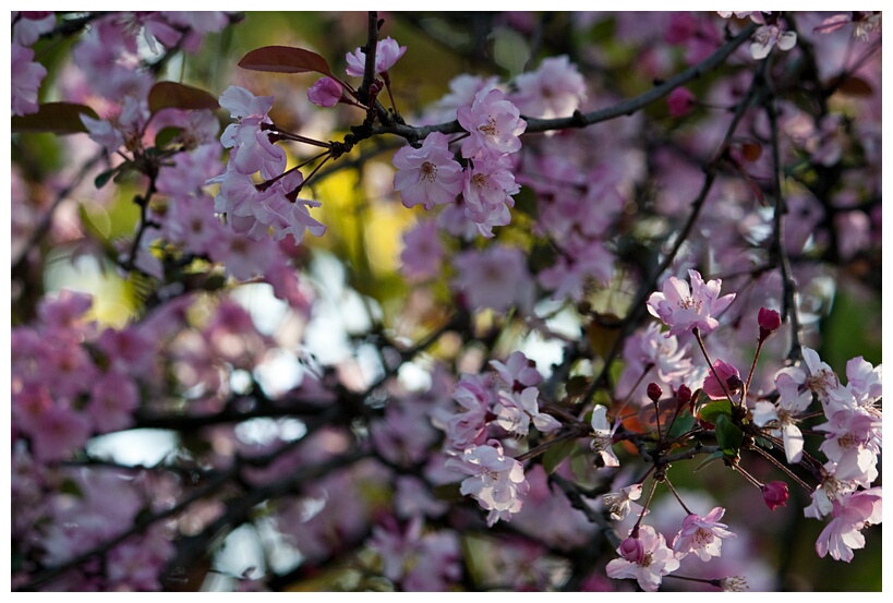 Flowering Cherries