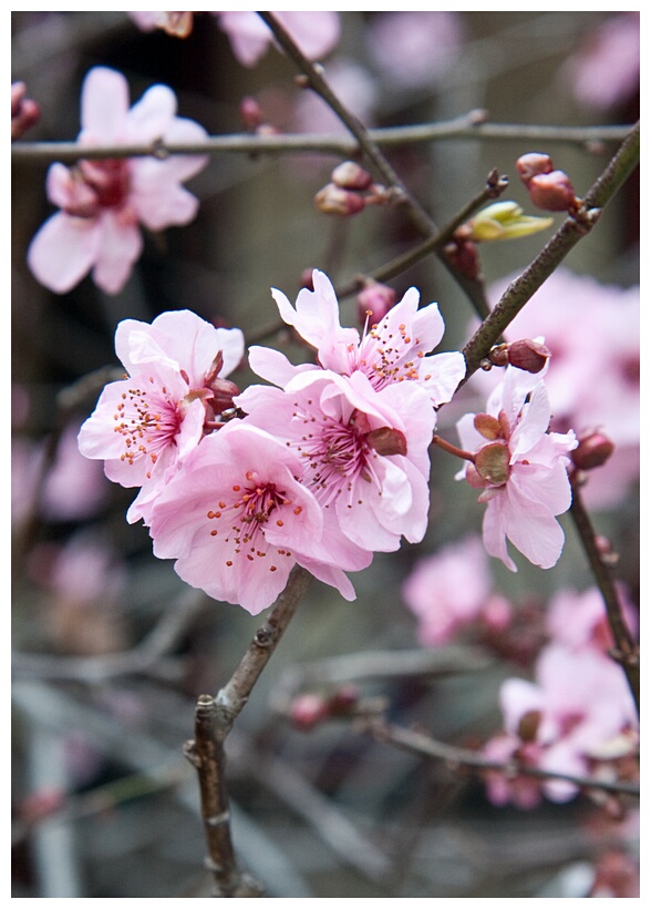 Cherry Flowers