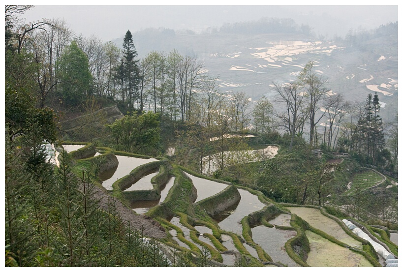 Terrace Fields