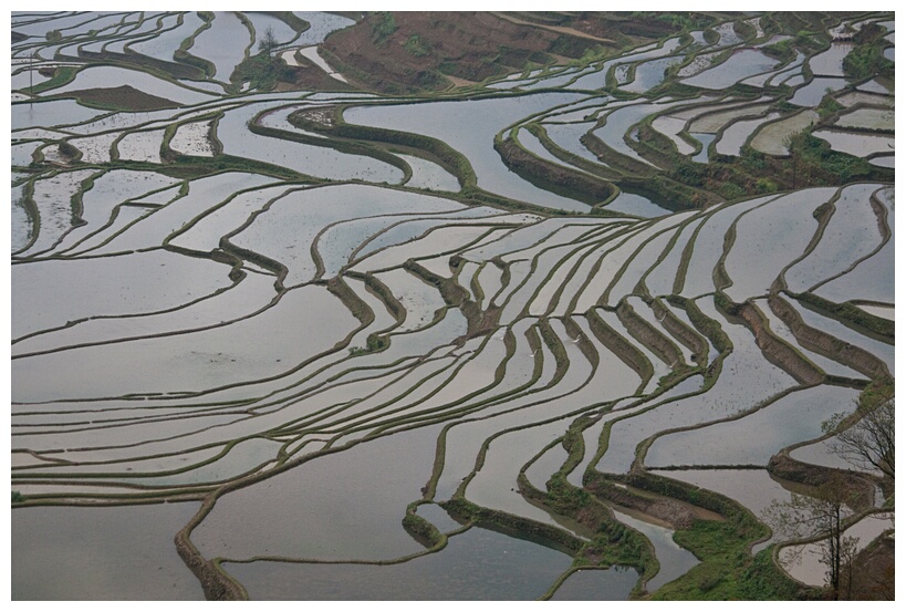 Terraces Fields