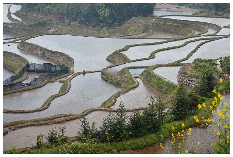 Terraced Hillsides