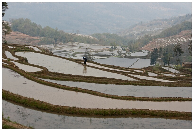 Rice Terraces