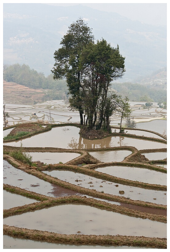 Rice Terraces