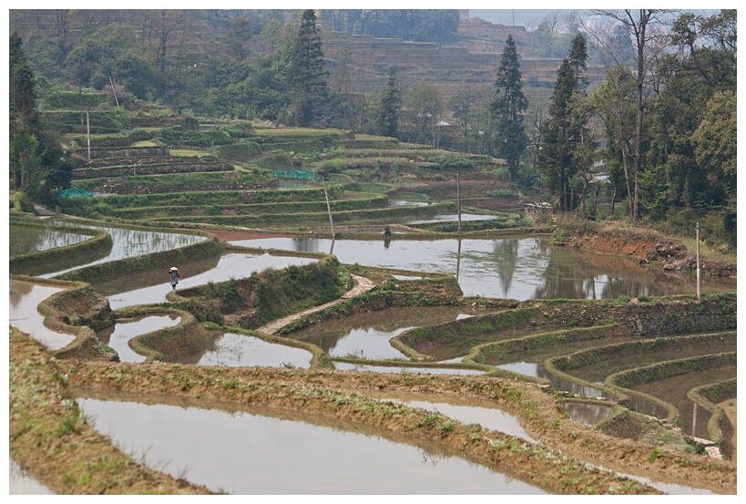 Rice Crop