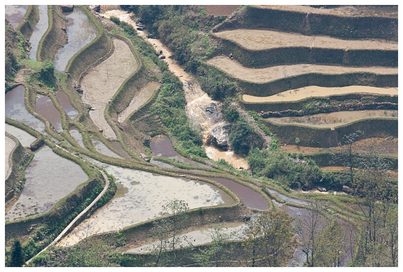 Rice Fields