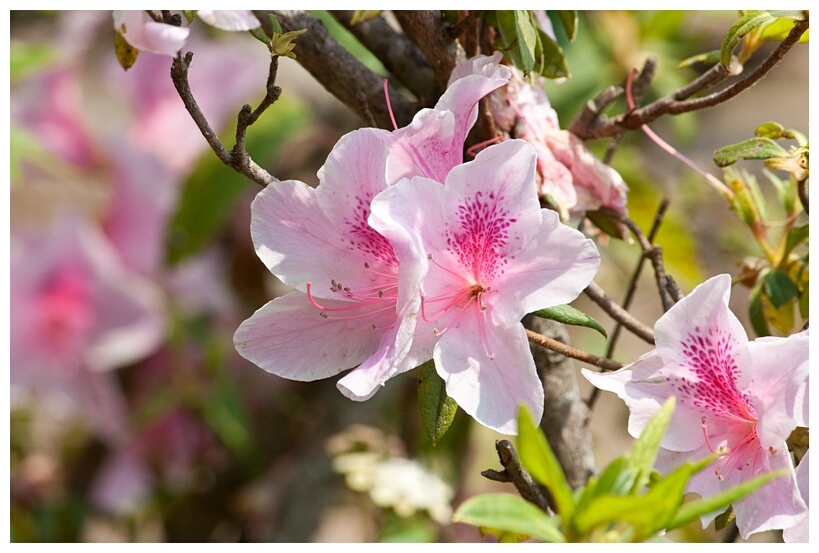 Rhododendron