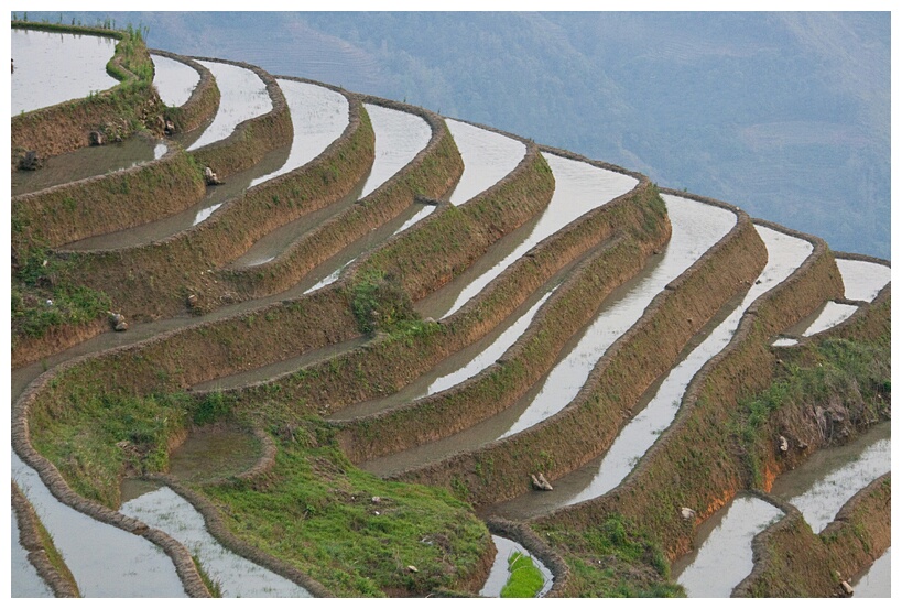 Rice pools