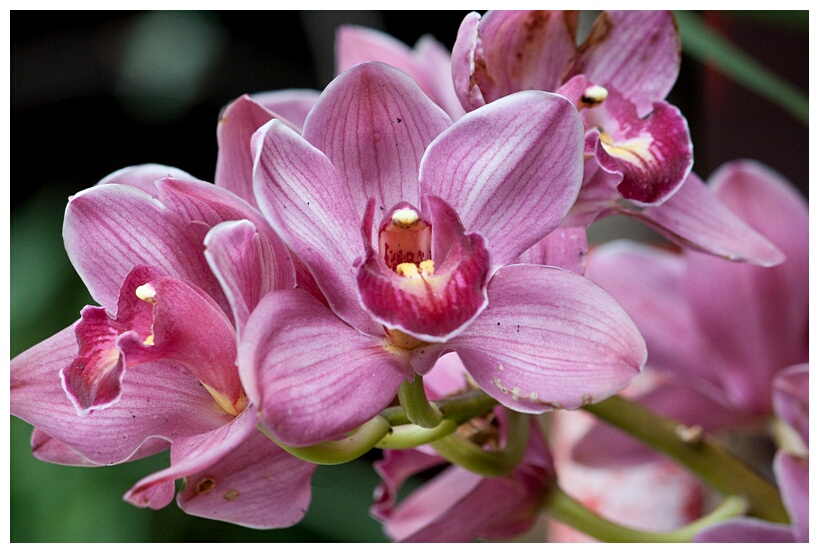 Orchids