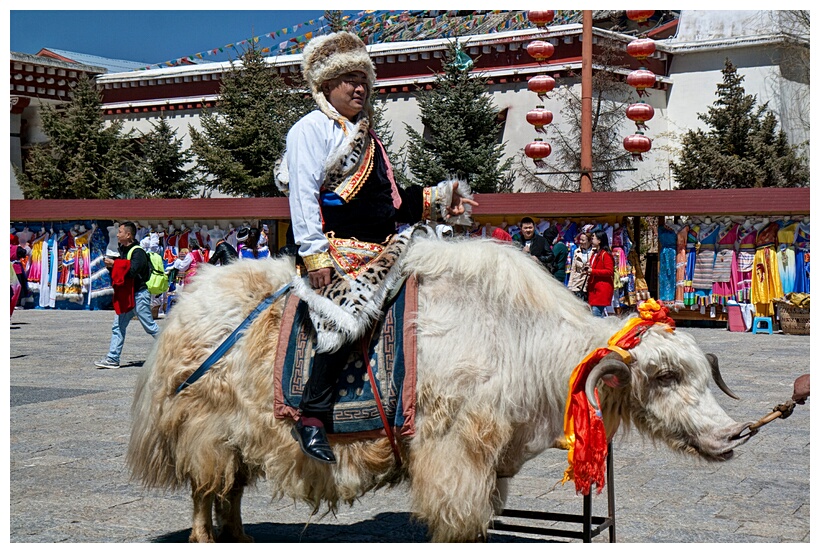 White Yak