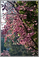 Flowering Cherries