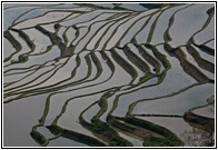 Flooded Terraces