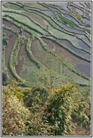 Laohuzui Rice Terraces