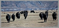 Herd of Yaks